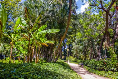 Malaga Parkı Malaga, İspanya 'da güneşli bir yaz günü
