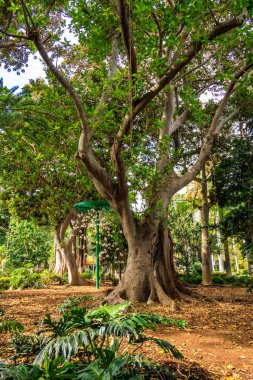 Ficus Macrophylla, Garcia Sanabria Park, Santa Cruz de Tenerife, İspanya