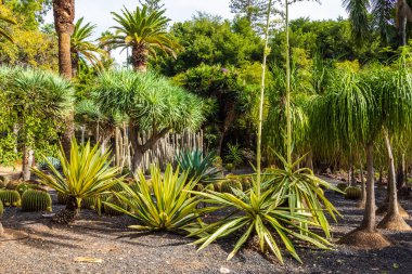 Garcia Sanabria Parkı Santa Cruz de Tenerife, İspanya