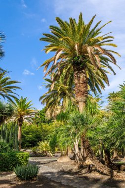 Garcia Sanabria Parkı Santa Cruz de Tenerife, İspanya