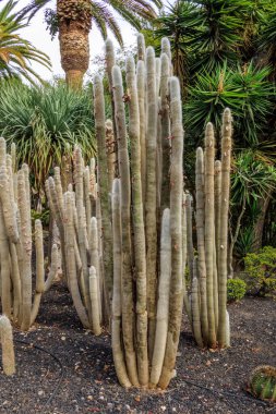 Garcia Sanabria Park 'taki Kaktüs bahçesi Santa Cruz de Tenerife, İspanya