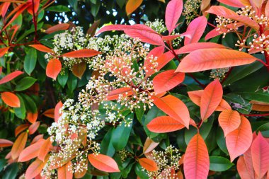 Photinia Fraseri Elbisesi 'nin yakın görüntüsü