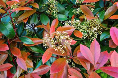 Photinia Fraseri Elbisesi 'nin yakın görüntüsü