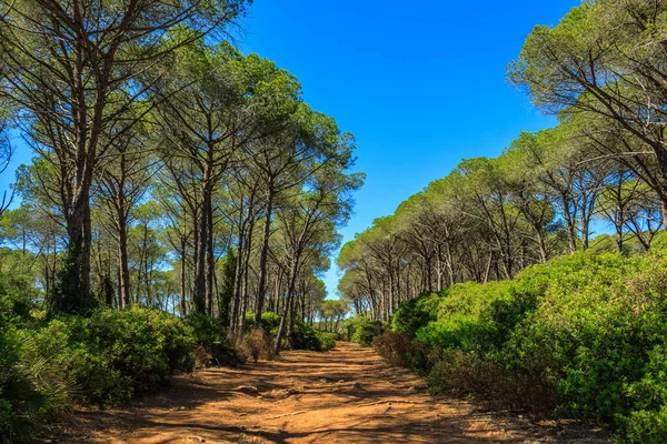 Gübre, Sardunya, İtalya yakınlarında güneşli bir günde çam koruluğu