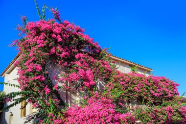 House with bougainvillea t in downtown of Rethymno, Crete, Greece