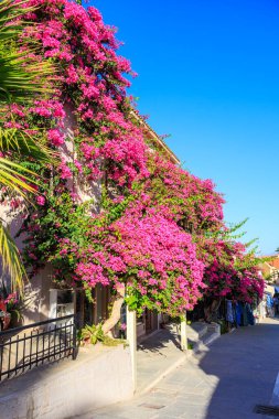 Yunanistan 'ın Girit kentindeki Rethymno şehrinde begonvilli bir ev