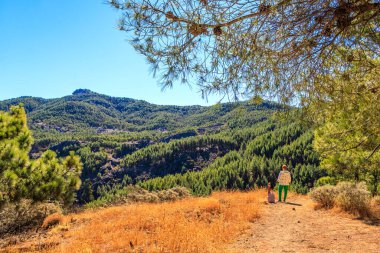 İspanya 'nın Gran Kanarya Adası' ndaki Roque Nublo yakınlarında çam ve dağ manzarası