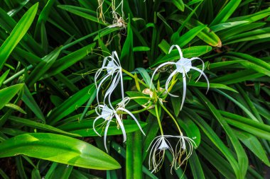 Hymenocallis 'in yakın görüntüsü