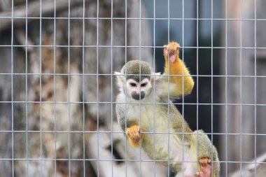 hayvanat bahçesindeki maymun
