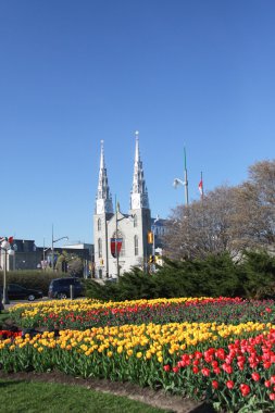 Ottawa Lale Festivali