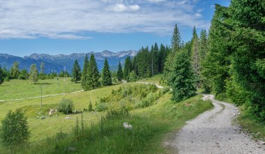Hiking over the meadows and hills on Pokljuka plateau in Slovenia