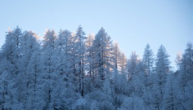 Winter forest after a light freeze
