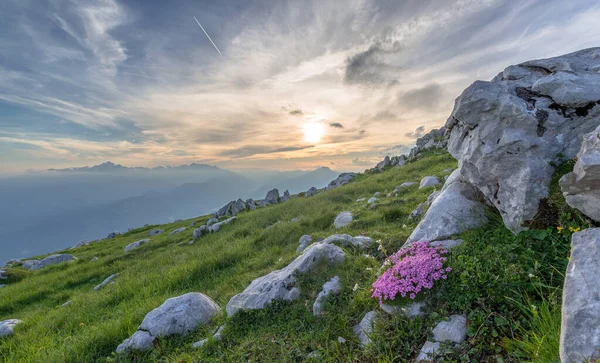 Λουλούδια Βουνού Στο Ηλιοβασίλεμα — Φωτογραφία Αρχείου