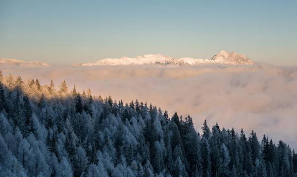 Winterwald Nach Leichtem Frost — Stockfoto