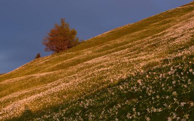 Slovenya 'da bahar başlarında nergis çiçekleriyle tepelerde gün doğumu.