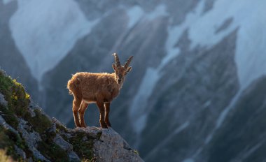Güzel bir günde yüksek dağlarda dağ keçisi.