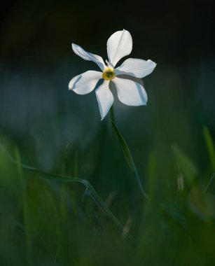 Akşam vakti nergis çiçeği tepelerdeki çayırda..