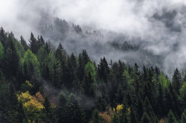 Sabah ormanda sisli bir gün. Ağaçların etrafını ince bir sis kaplıyor..