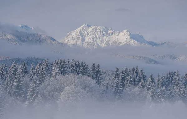 Зимнее Утро Лесу Горах После Снегопада — стоковое фото
