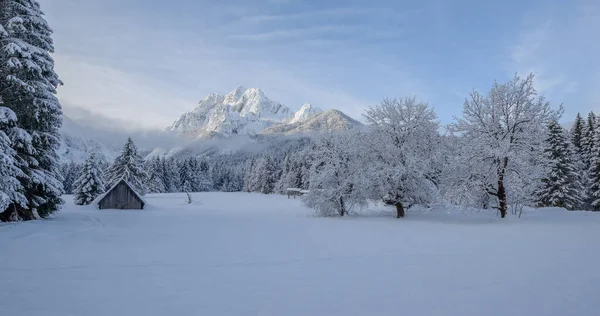 新雪後の森と山の冬の朝 — ストック写真