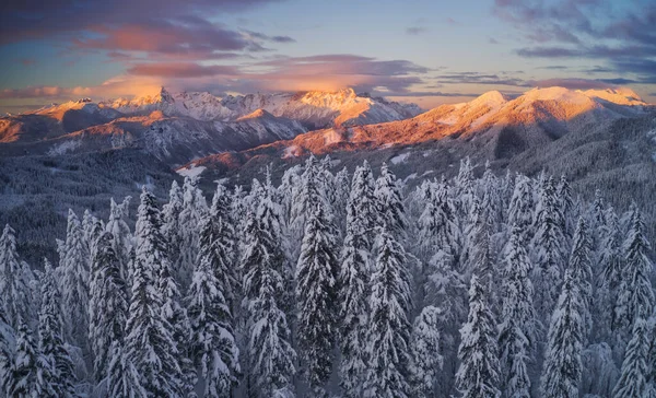 Imagem Aérea Uma Floresta Inverno — Fotografia de Stock