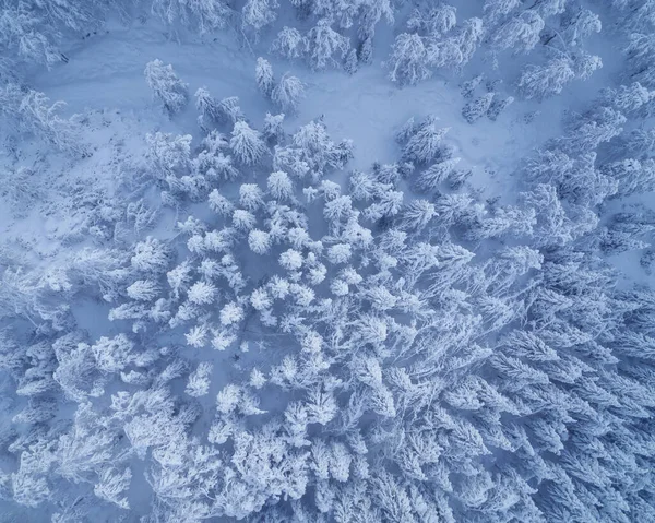 Повітряне Зображення Зимового Лісу — стокове фото