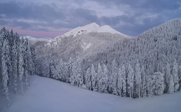 Повітряне Зображення Зимового Лісу — стокове фото