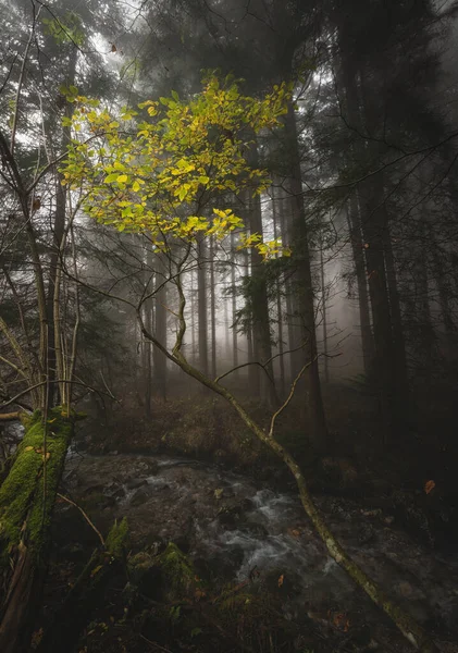 Foggy Autumn Day Forest Lot Haze Mist Air — Stock Photo, Image