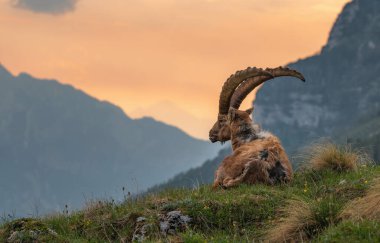 Alp dağ keçisi dağlarda bir yaz akşamının tadını çıkarıyor.