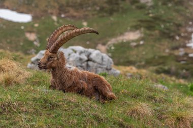 Alp dağ keçisi dağlarda bir yaz akşamının tadını çıkarıyor.