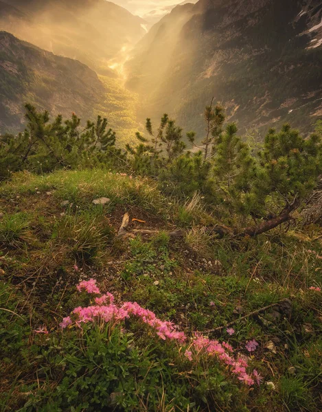 Hermosa Mañana Verano Las Montañas Los Alpes Julianos —  Fotos de Stock