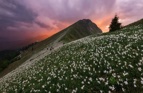 Slovenya Daki Golica Tepesinin Yamaçlarında Narcissus Denizi Nergis Çiçekleri — Stok fotoğraf