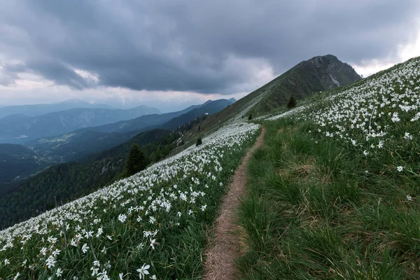 スロベニアのゴリカの丘の斜面に咲くナルシス Daffodil — ストック写真