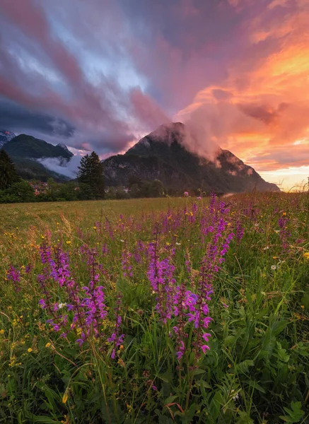 Flores Bajo Montaña Atardecer Vívido —  Fotos de Stock