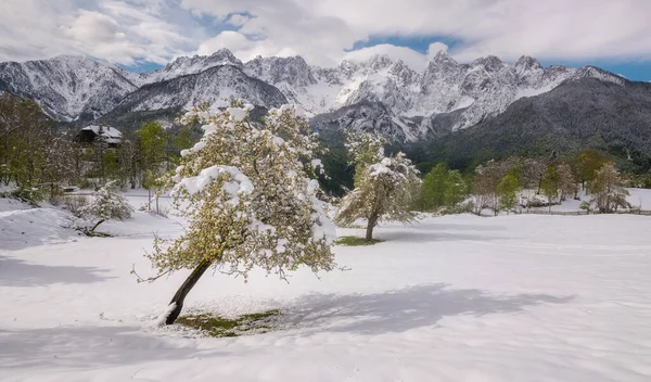 Fresh Snow Mountains While Trees Already Full Bloom — Stock Photo, Image