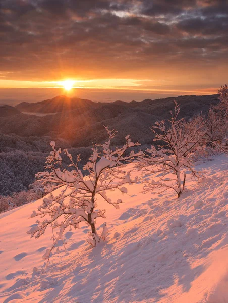 Ямник Прекрасний Зимовий Ранок — стокове фото