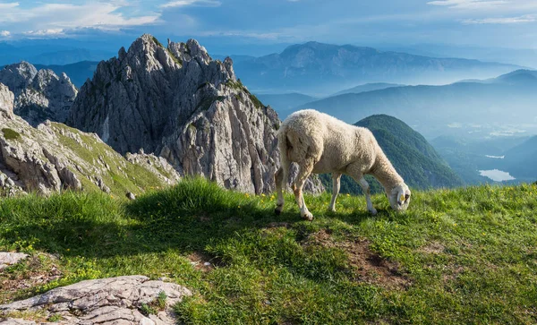 Πρόβατα Κάτω Από Βουνό Mangart — Φωτογραφία Αρχείου