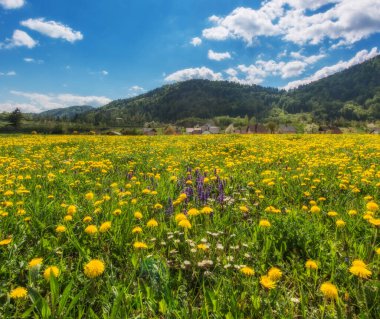 Çayırdaki güzel karahindibalar öğleden sonra güneşinin tadını çıkarıyorlar.