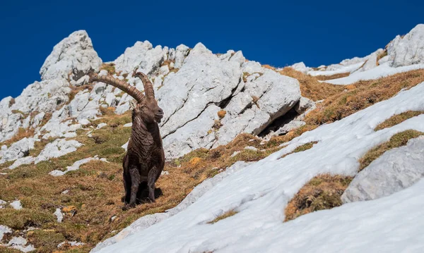 Alpine Ibex Hegyekben Úton Cima Terrarossa Olaszországban — Stock Fotó