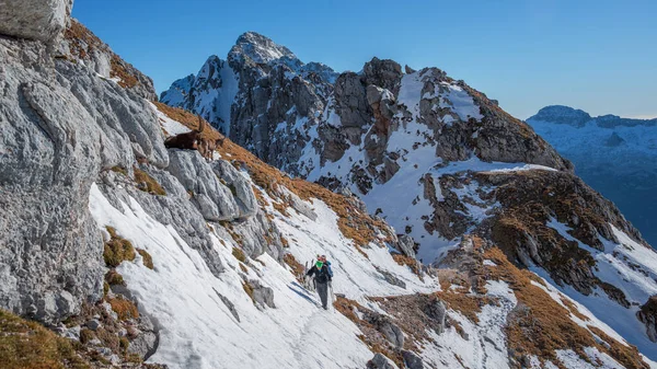 Stambecco Alpino Montagna Sulla Strada Cima Terrarossa Italia — Foto Stock