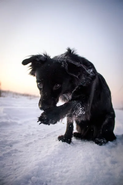 Zampe di cane sulla neve — Foto Stock