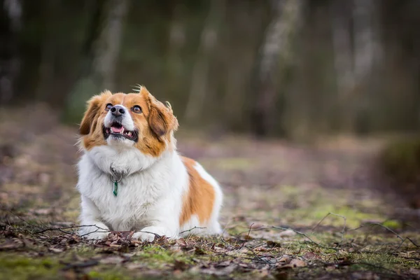 Pequeño perro en el bosque —  Fotos de Stock