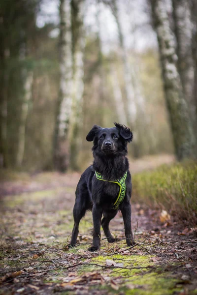 Černý pes v lese — Stock fotografie