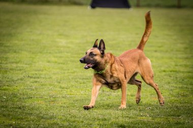 Çalışan beligian malinois