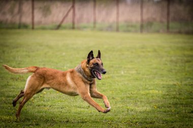 Çalışan beligian malinois