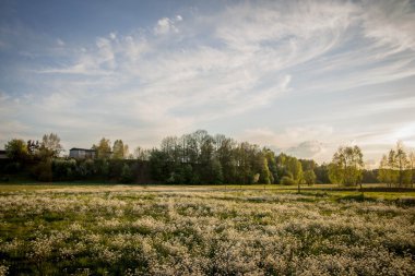 Çayırlar üzerinde bahar