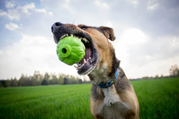 Perro con juguete —  Fotos de Stock