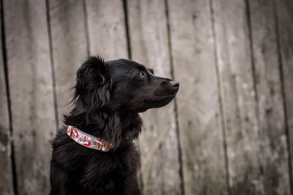 Portrét psa na dřevěné pozadí — Stock fotografie
