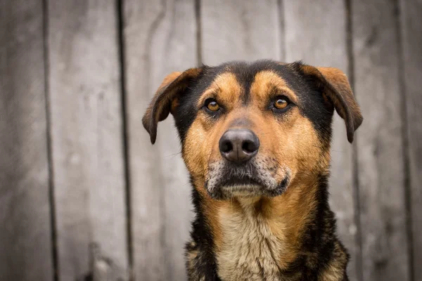 Ahşap arka plan üzerinde köpek portre