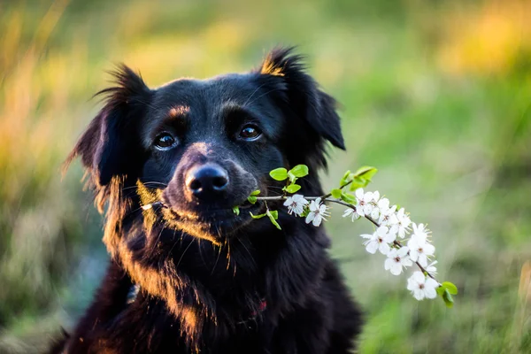 köpek holding çiçekler